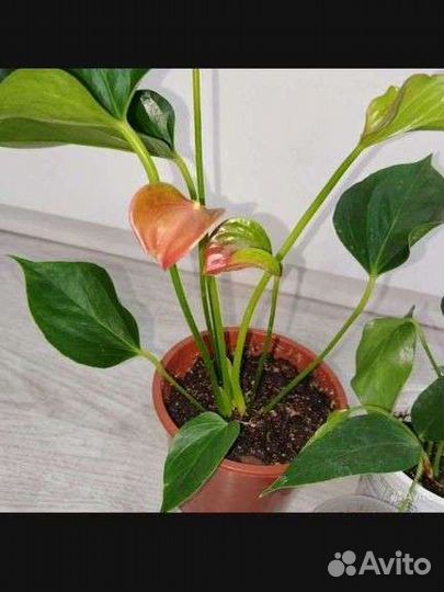 Антуриум Матата