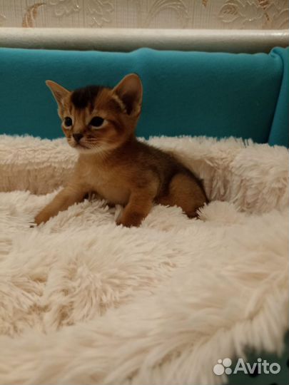 Абиссинские котята