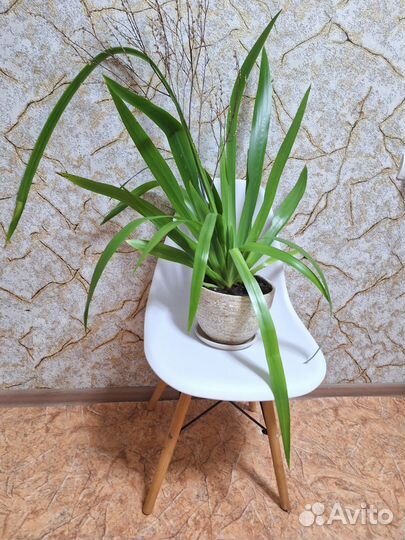 Неомарика-шагающий ирис, большое домашнее растение