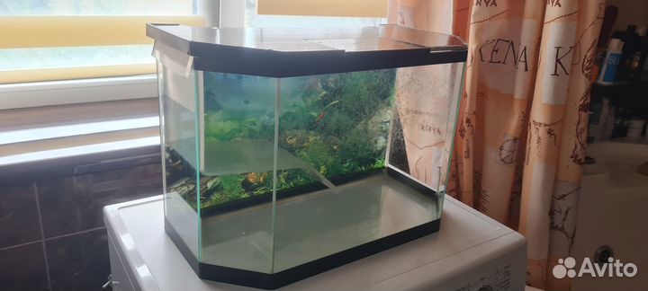 Аквариум для красноухой черепахи
