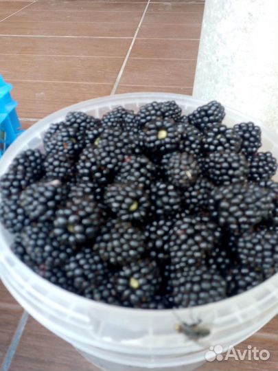 Ежевика саженцы