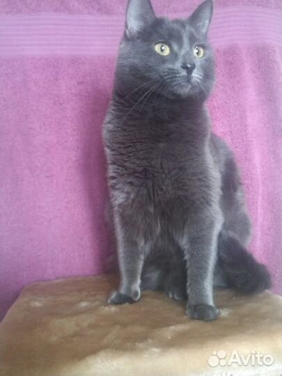 Сладкоголосая ласкушаТомочка