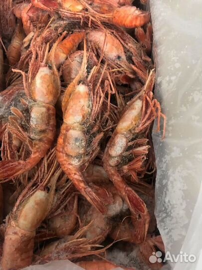 Креветка Ботан