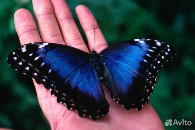 Живые экзотические бабочки Тропическая Ночь т/б-15
