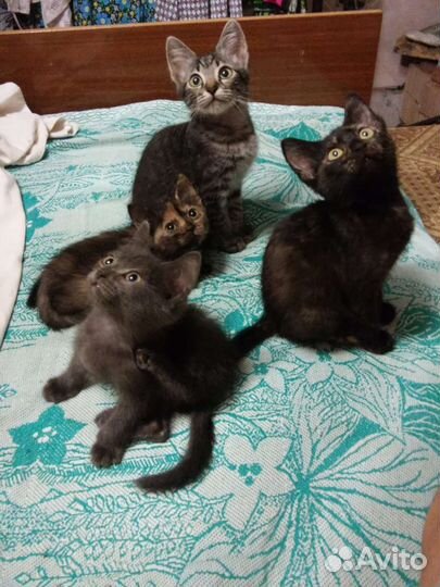 Котята ищут дом