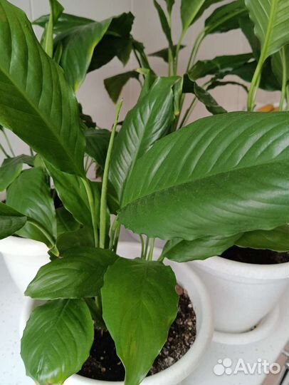 Спатифиллум или женское счастье