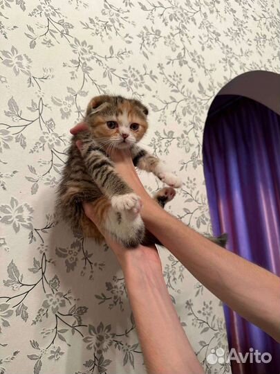 Шотландская