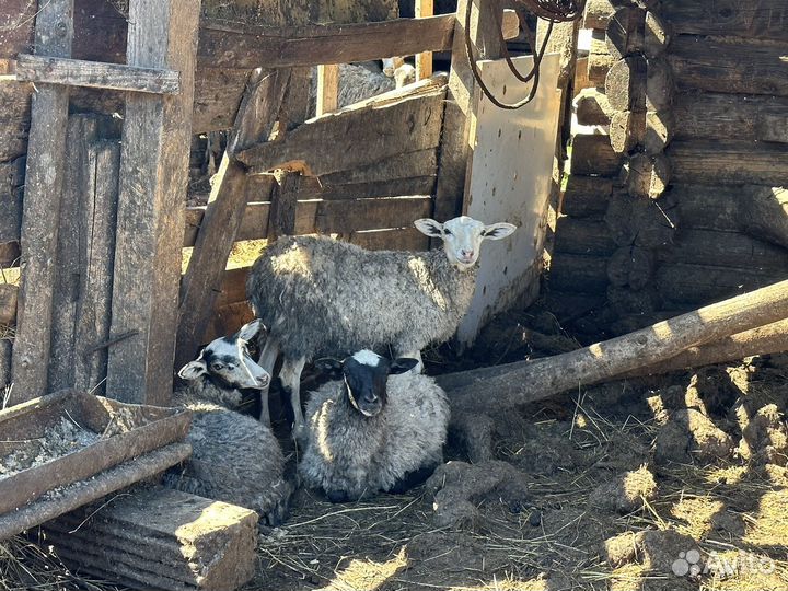 Овцы бараны ягнята