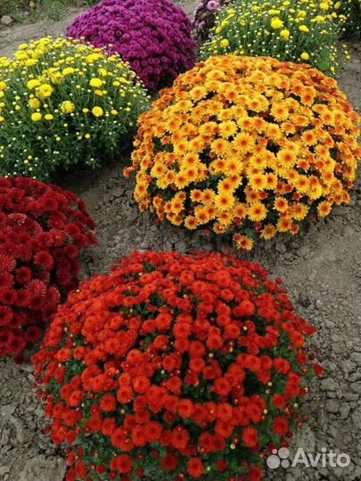 Хризантема Шаровидная Мультифлора
