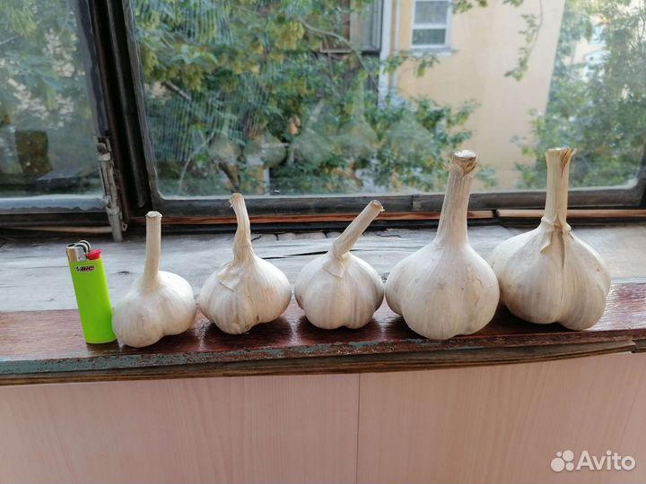 Чеснок Рокамболь (слоновый)