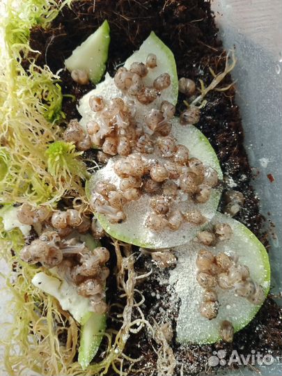 Улитки фулика Альбино