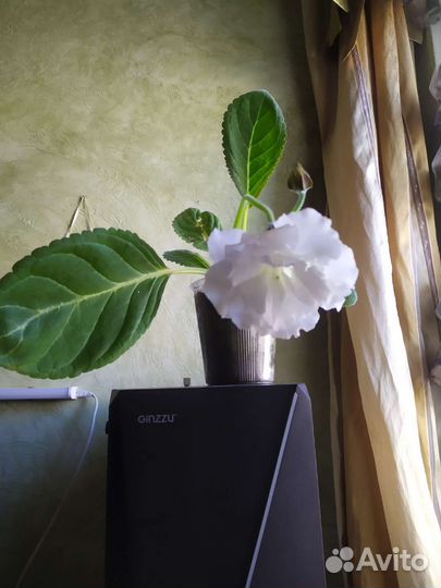 Глоксиния белая махровая,Гибискус махровый