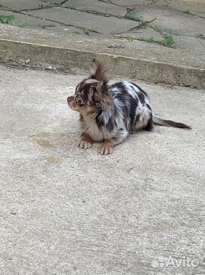 Чихуахуа яркая Масяня Мэрле