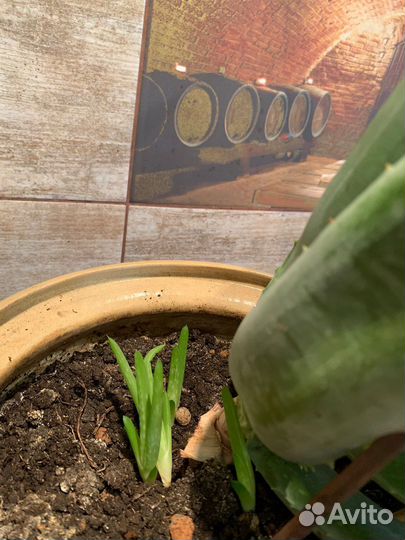 Алое лечебный