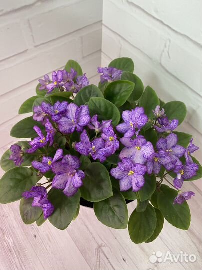 Фиалки, свежий срез