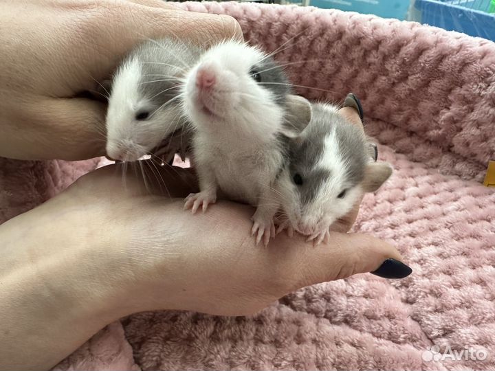 Декоративная крыса Дамбо