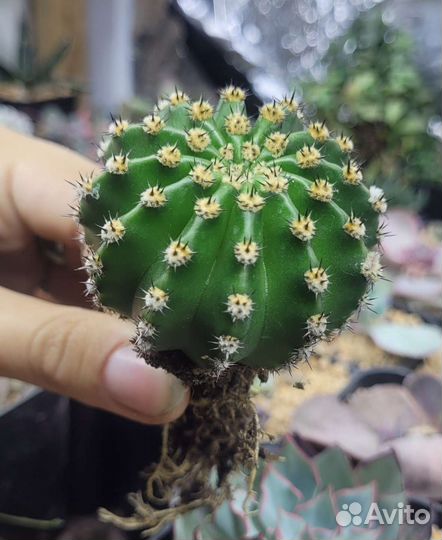 Суккуленты, молодило, эхеверии, гимнокалициумы