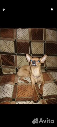 Той терьер вязка