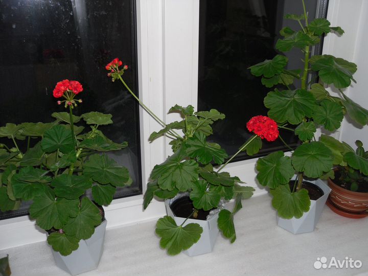 Герани на продажу