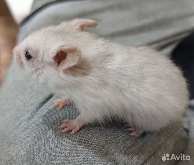 Сирийский хомяк малыш