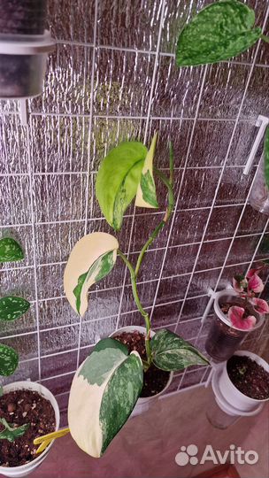 Сциндапсус жаде сатин вариегатный