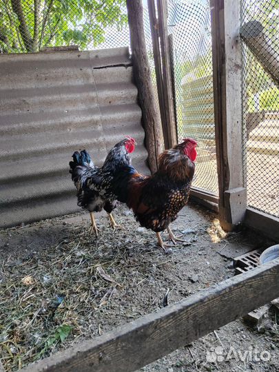 Молодые петухи