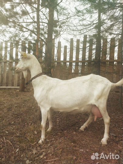 Зааненские козы племенные