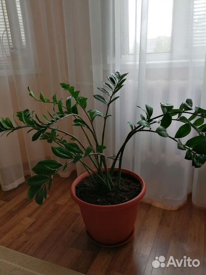 Замиокулькас