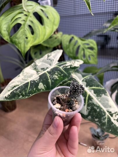 Кактусы и суккуленты