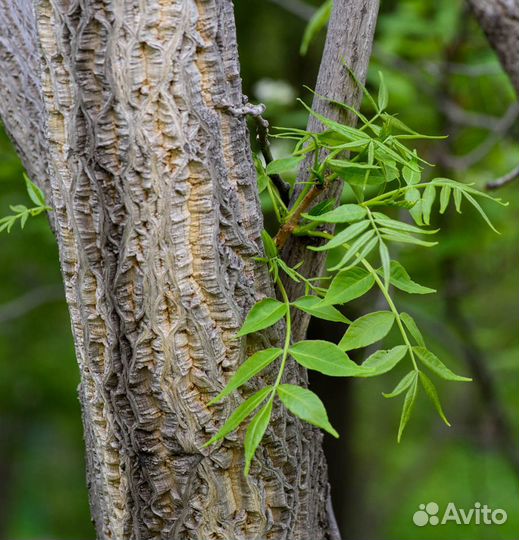 Бархат Амурский семена