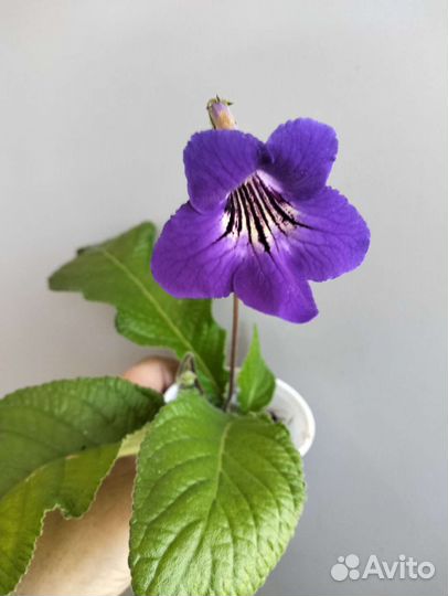 Стрептокарпус