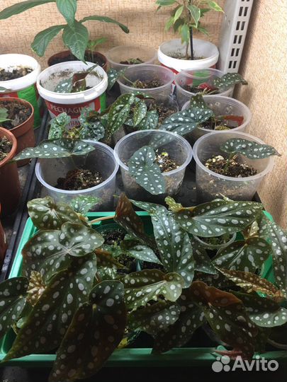 Бегония макулата