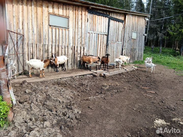 Козы, козлята