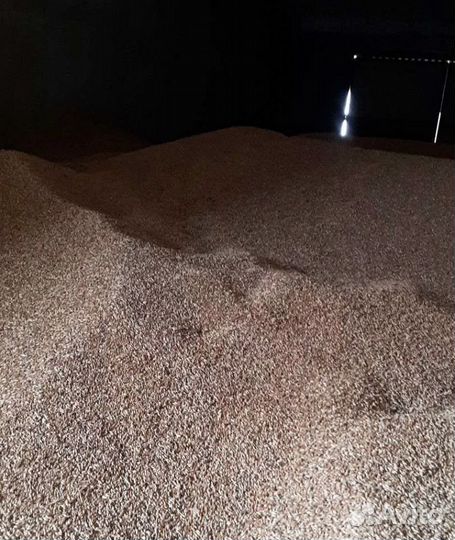 Ячмень яровой, Пшеница яровая корма