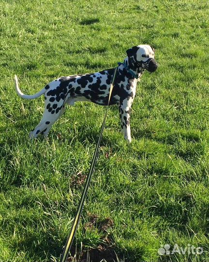 Кинолог +выгул собак