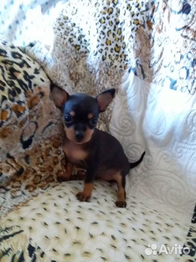 Щенки тойтерьер мини