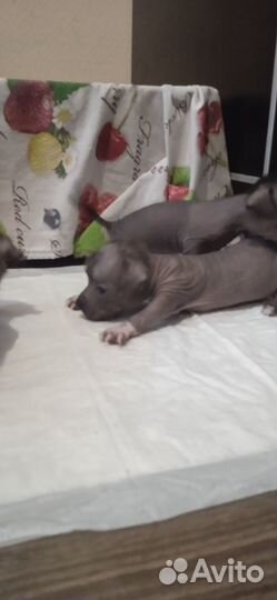 Щенки ксолоитцкуинтли