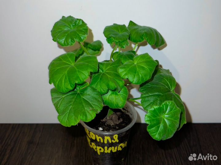 Пеларгония (герань саженцы растения цветы ростки)