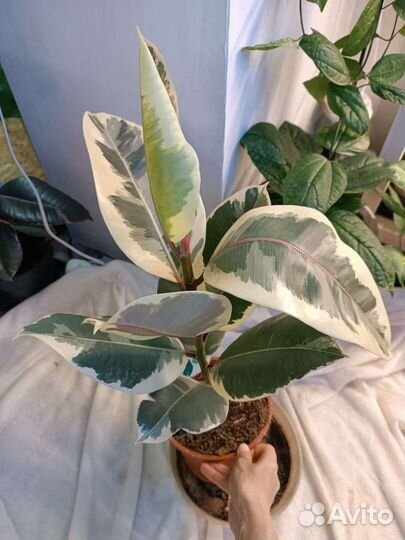 Фикус Тинеке. Пятнистый