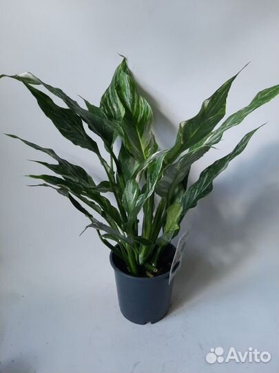 Спатифиллум Даймонд