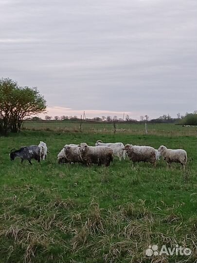 Козы и бараны