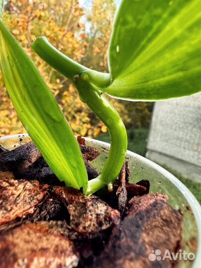 Редчайшая орхидея ваниль,стручки ванили