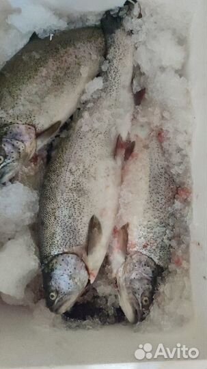 Свежая непотрошеная форель