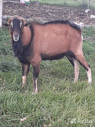 Козёл Альпийский