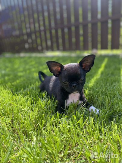 Кинолог-зоопсихолог