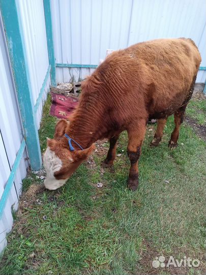 Коровы бычок
