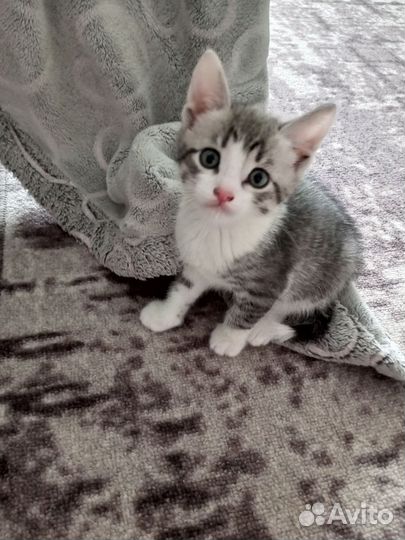 Котята в добрые руки 1 месяц
