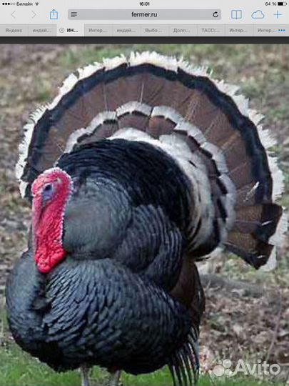 Индейка бронзовая