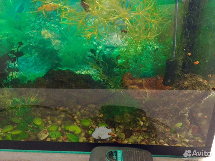 Аквариум с рыбками