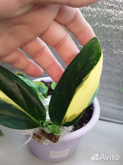 Филодендроны